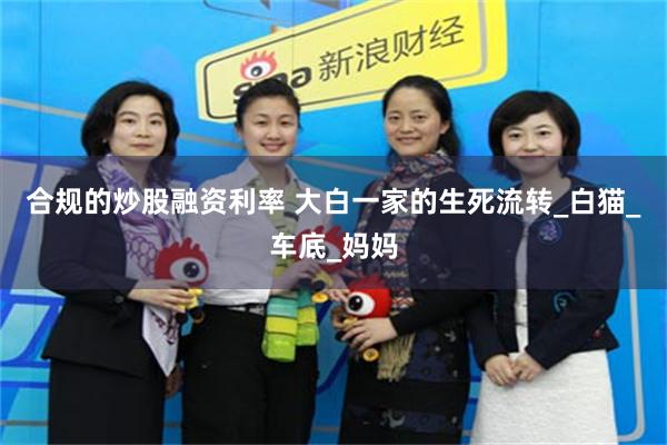 合规的炒股融资利率 大白一家的生死流转_白猫_车底_妈妈